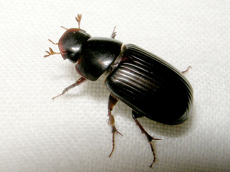 Acrossus rufipes