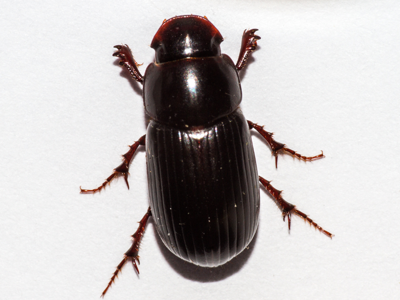 Acrossus rufipes