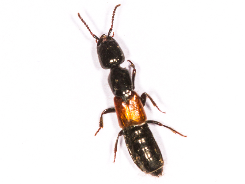 Megalinus glabratus