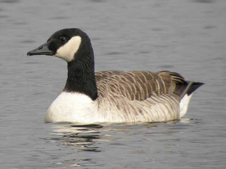 Canada Goose
