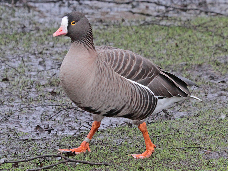 Barnacle Goose x Lesser White-fronted Goose hybrid